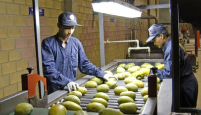 Mango Companies in Pakistan