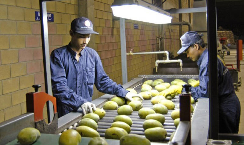 Mango Companies in Pakistan