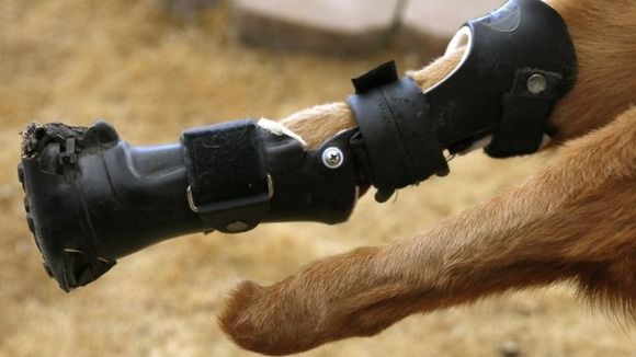 Prosthesis Available for Animals